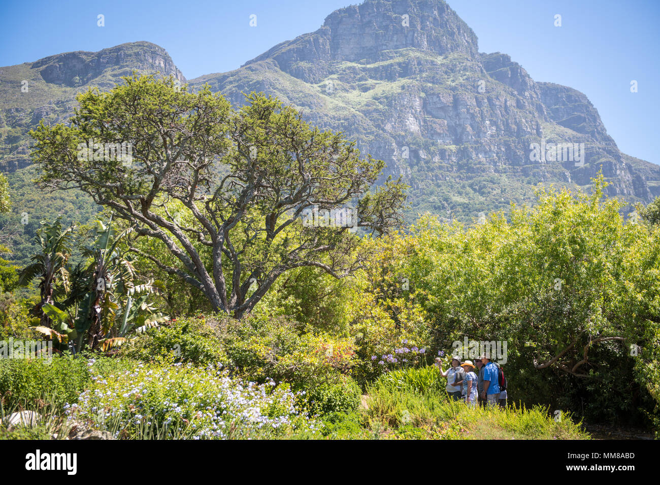 Eine kleine Gruppe von Menschen zu Fuß am Botanischen Garten Kirstenbosch in Kapstadt, Südafrika Stockfoto