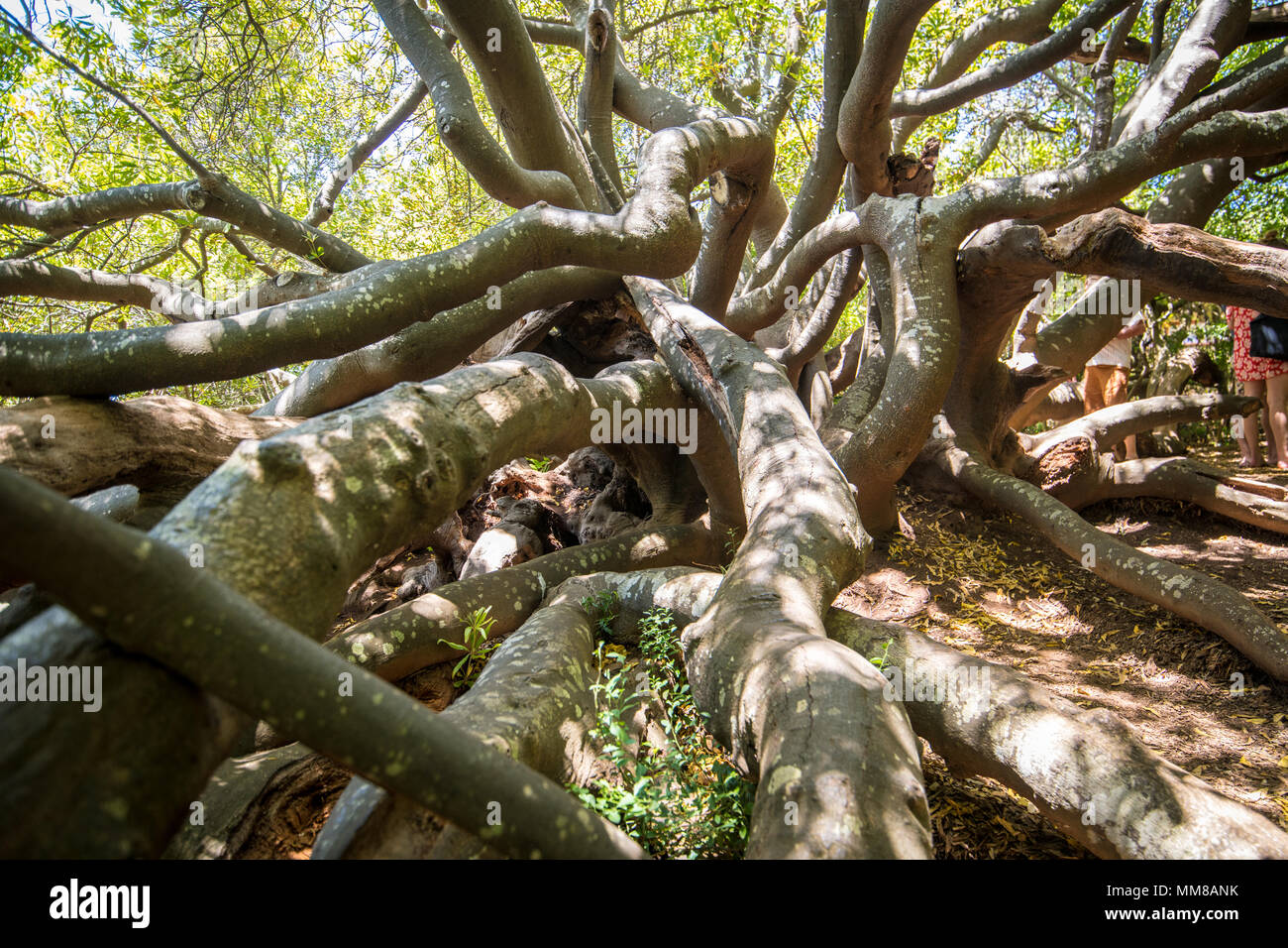 Zweige twist zusammen am Botanischen Garten Kirstenbosch in Kapstadt, Südafrika Stockfoto