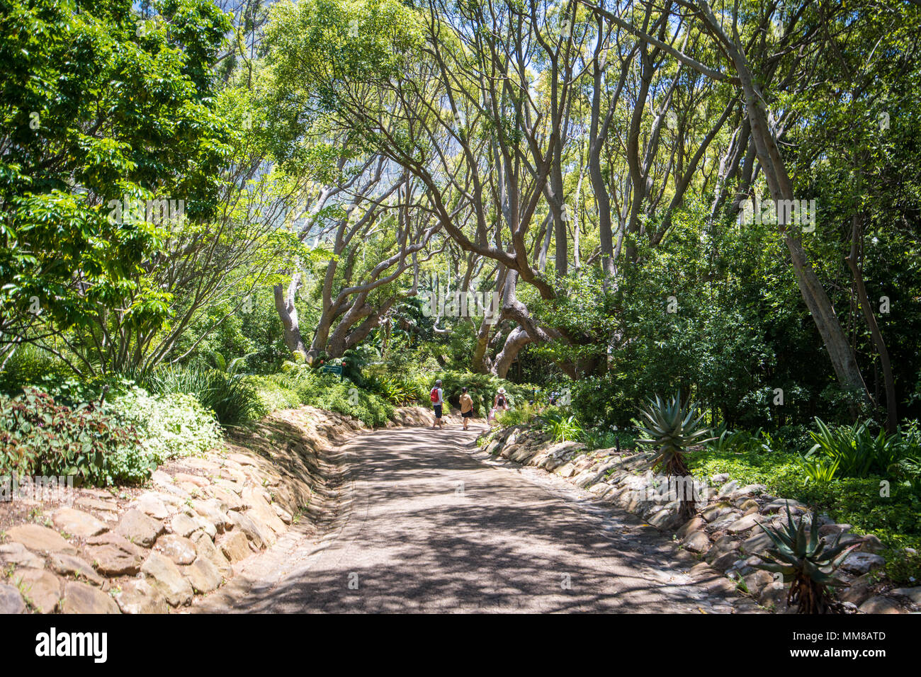 Eine kleine Gruppe von Menschen zu Fuß entlang einem Pfad am Botanischen Garten Kirstenbosch in Kapstadt, Südafrika Stockfoto