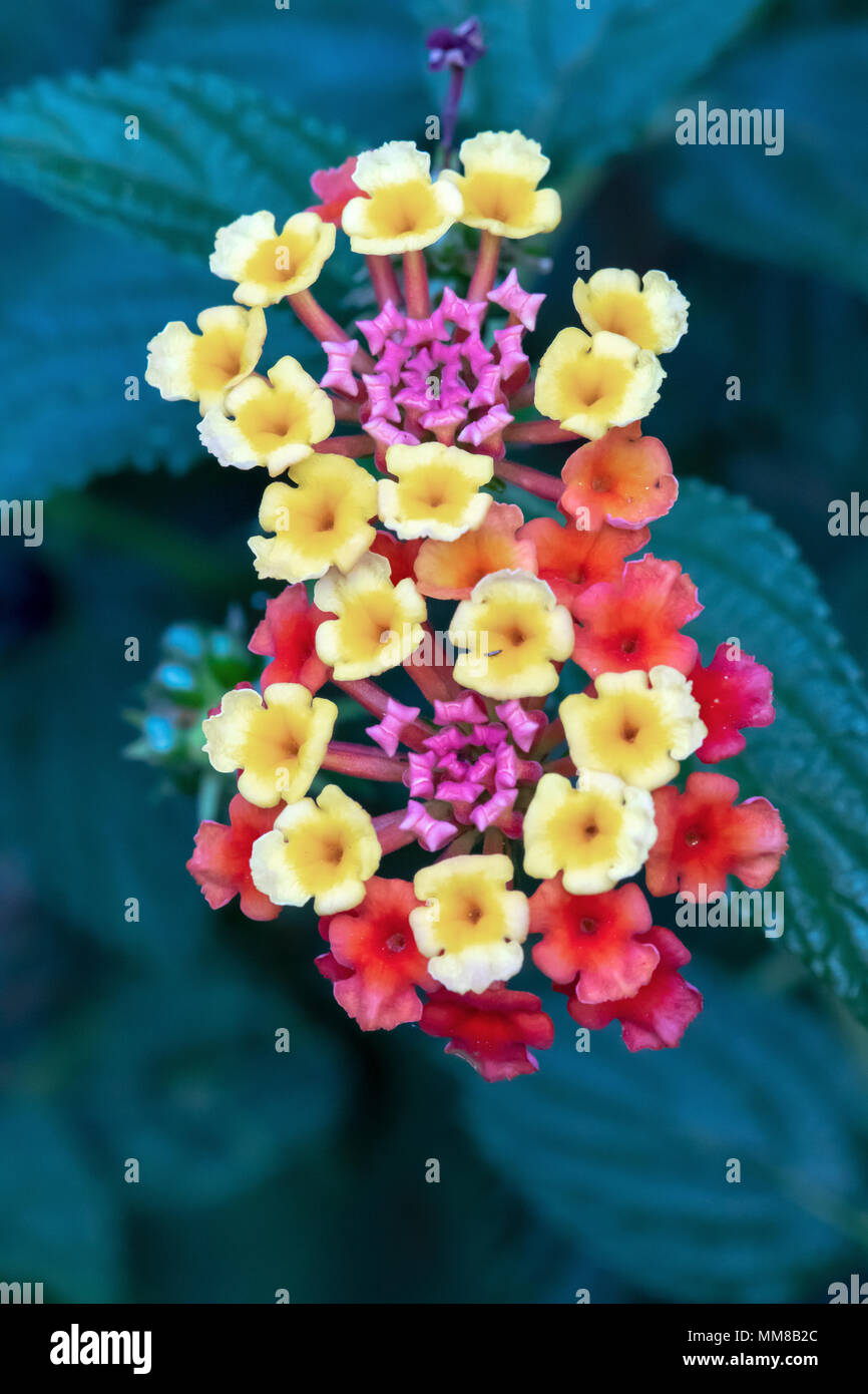 Nahaufnahme der mehrfarbigen Lantana Blüten Stockfoto