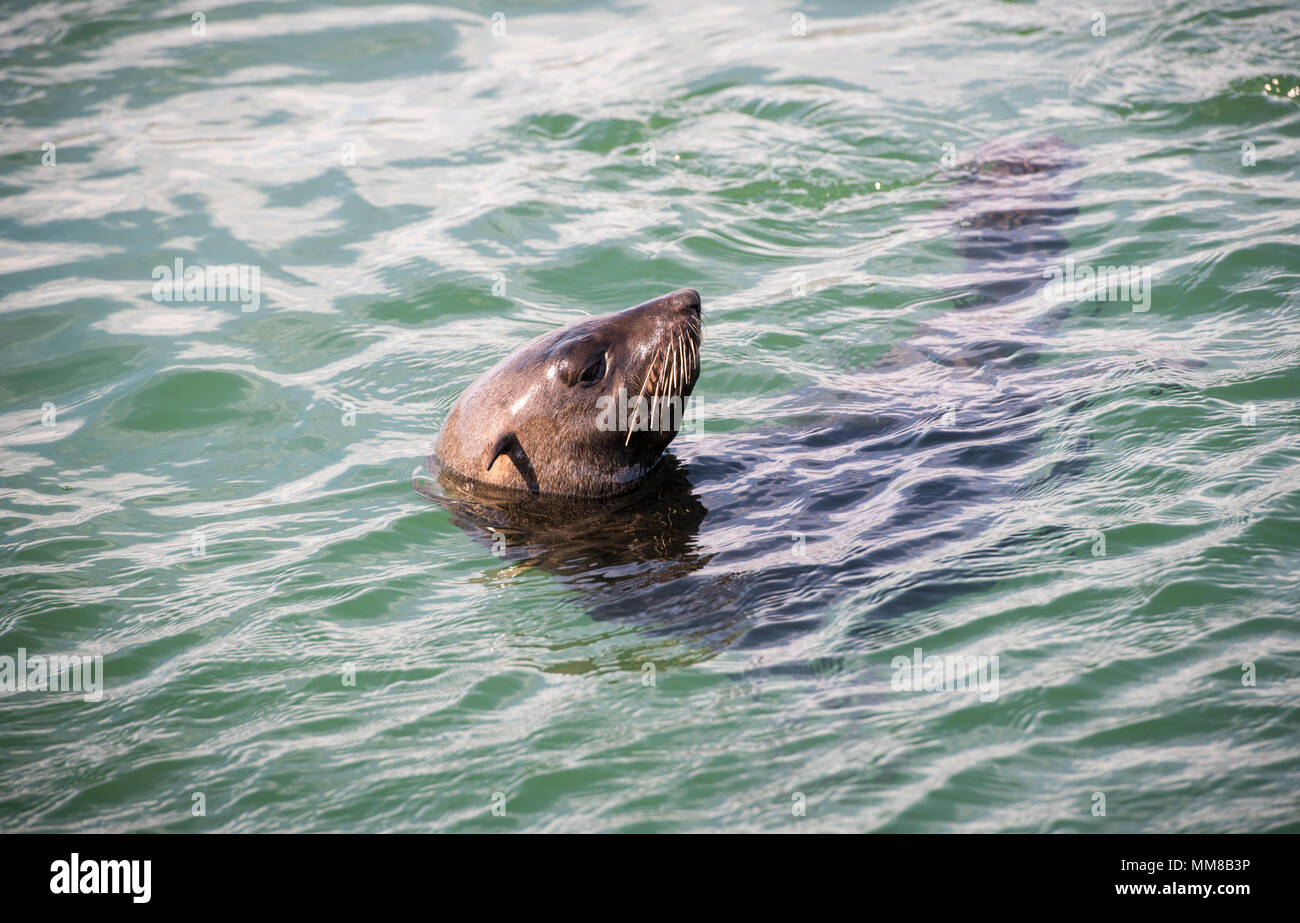 Eine Südafrikanische Fell Dichtung im Wasser schwimmenden in Hout Bay in Kapstadt, Südafrika Stockfoto