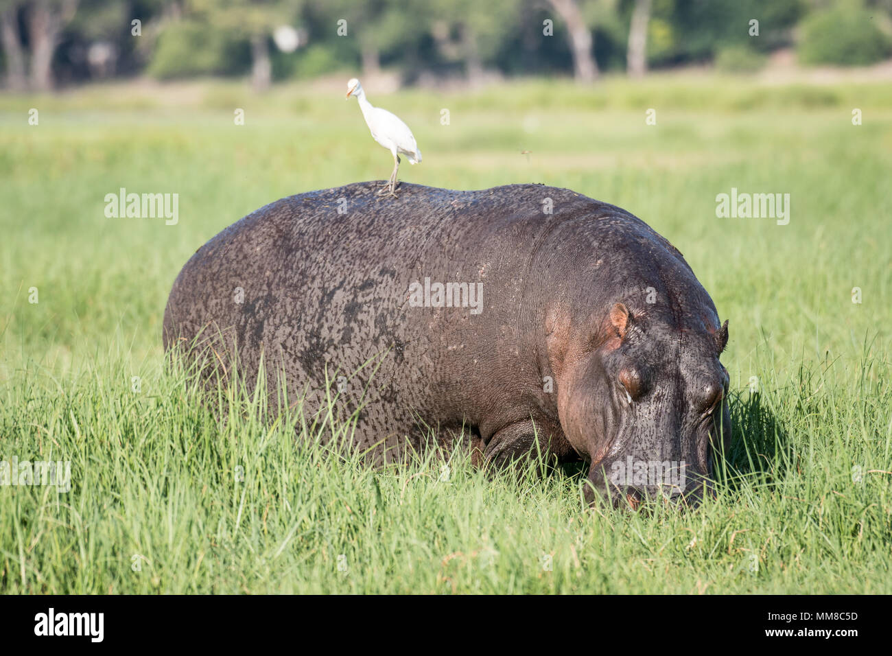 Ein Vogel hockt auf einem großen nilpferd Beweidung auf einige Gräser durch den Chobe Fluss. Chobe Nationalpark - Botswana Stockfoto