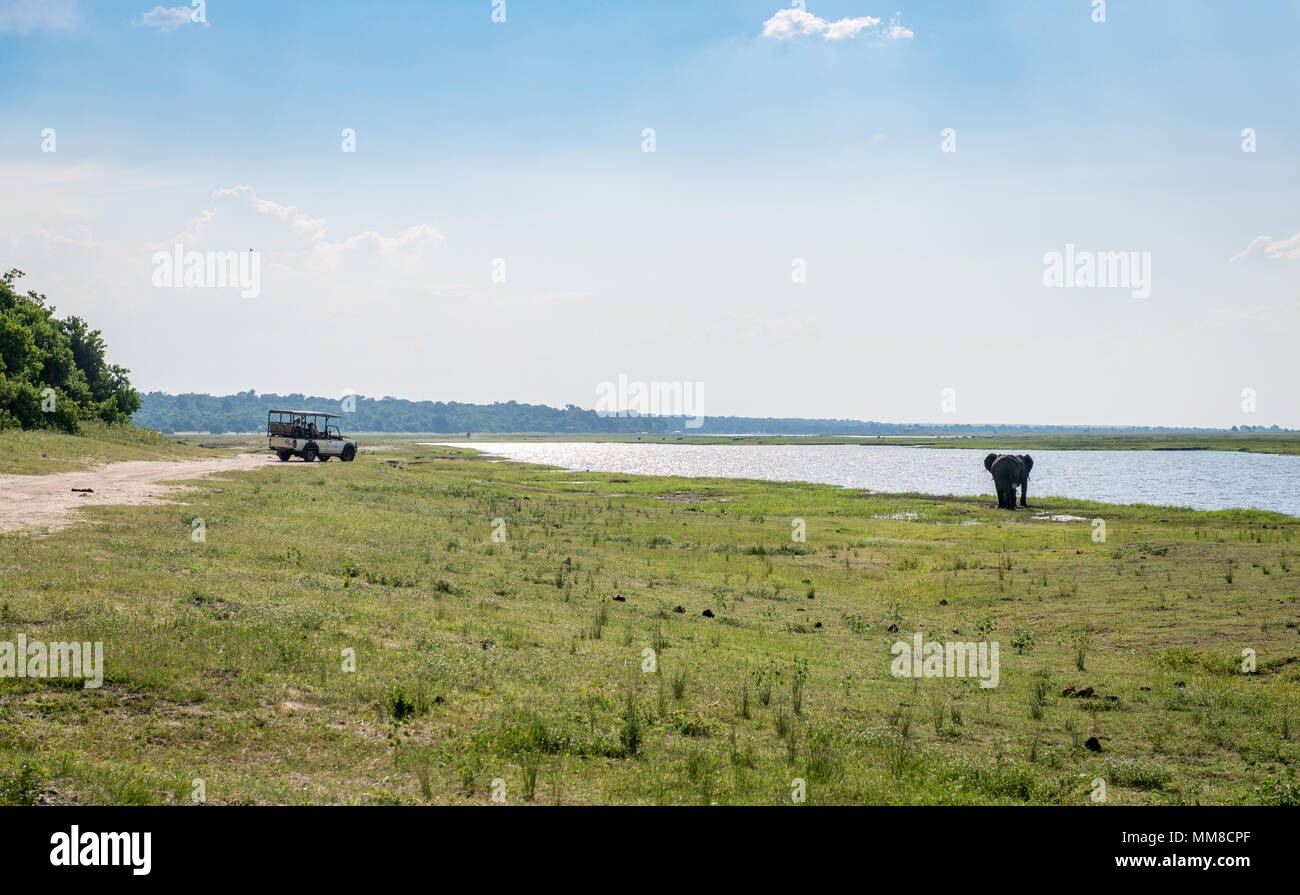 Spiel viewer Fahrzeug Parks entlang der Straße so Safari goers Afrikanischen Busch Elefanten beobachten kann (Loxodonta africana) zu Fuß am Wasser entlang, Chobe Nation Stockfoto