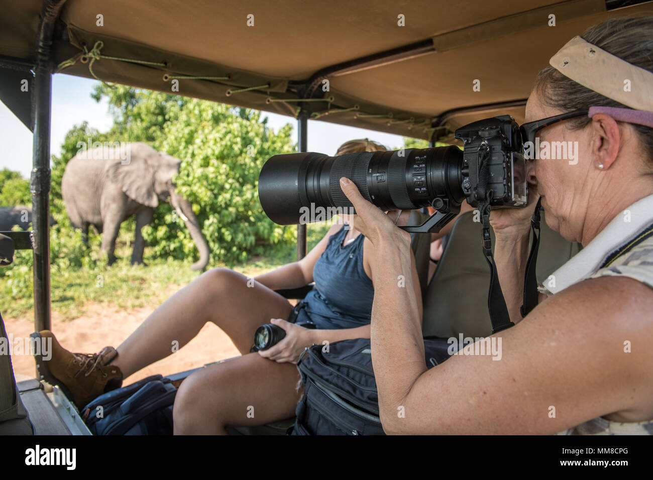 Fotografin zeigt mit dem Kameraobjektiv außerhalb des Spiels das Fahrzeug mit afrikanischen Busch Elefant (Loxodonta africana) vorbei, Chobe Nationalpark - Stockfoto