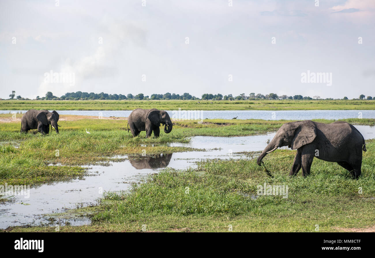 Gruppe von afrikanischen Busch Elefanten (Loxodonta africana) im sumpfigen Gewässer Furt, Chobe Nationalpark - Botswana Stockfoto