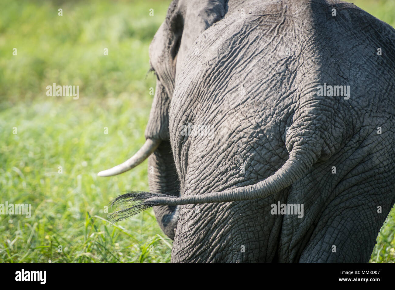Rückansicht eines Afrikanischen bush Elefant (Loxodonta africana) Schwanz hinter sich schwingend, Chobe Nationalpark - Botswana Stockfoto