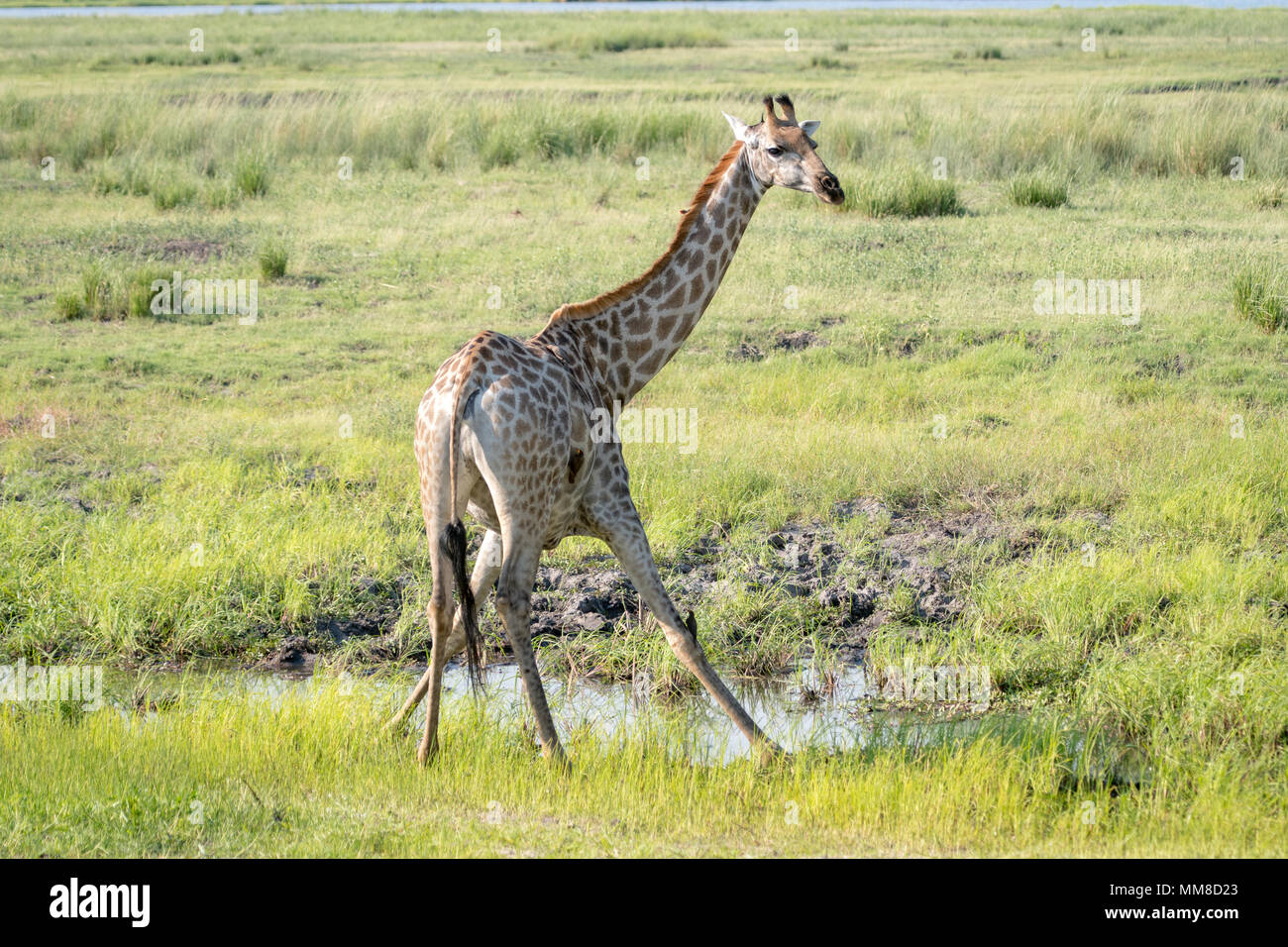 Ansicht der Rückseite des Giraffe (GIRAFFA) seine Beine richten nach unten biegen, um ein Getränk des Wassers zu erhalten, Chobe Nationalpark - Botswana Stockfoto