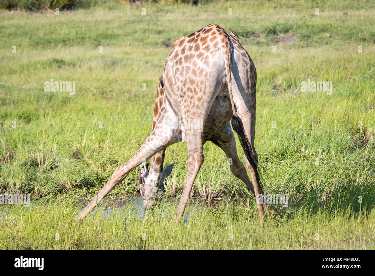 Ansicht der Rückseite des Giraffe (GIRAFFA) biegen über seine langen Beine zu trinken aus kleinen Teich zu bekommen, Chobe Nationalpark - Botswana Stockfoto