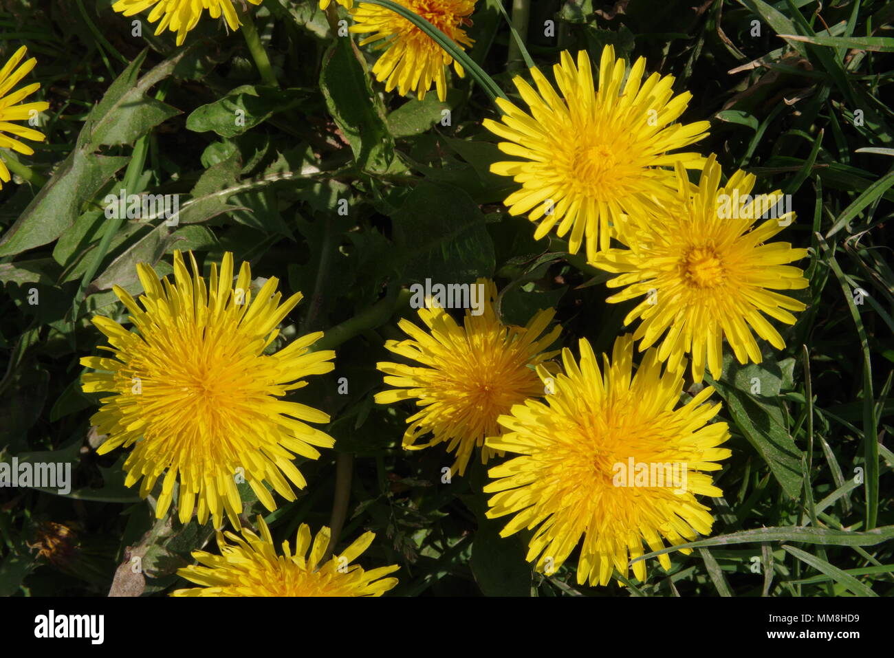 Makroaufnahmen von Löwenzahn mit Pentax ein 35-70 Makro genommen Stockfoto