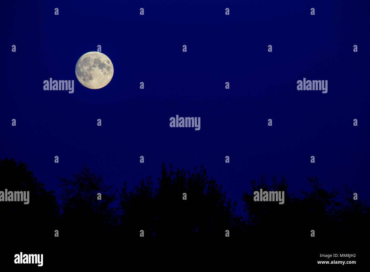 Vollmond über Bäume in Silhouette Stockfoto