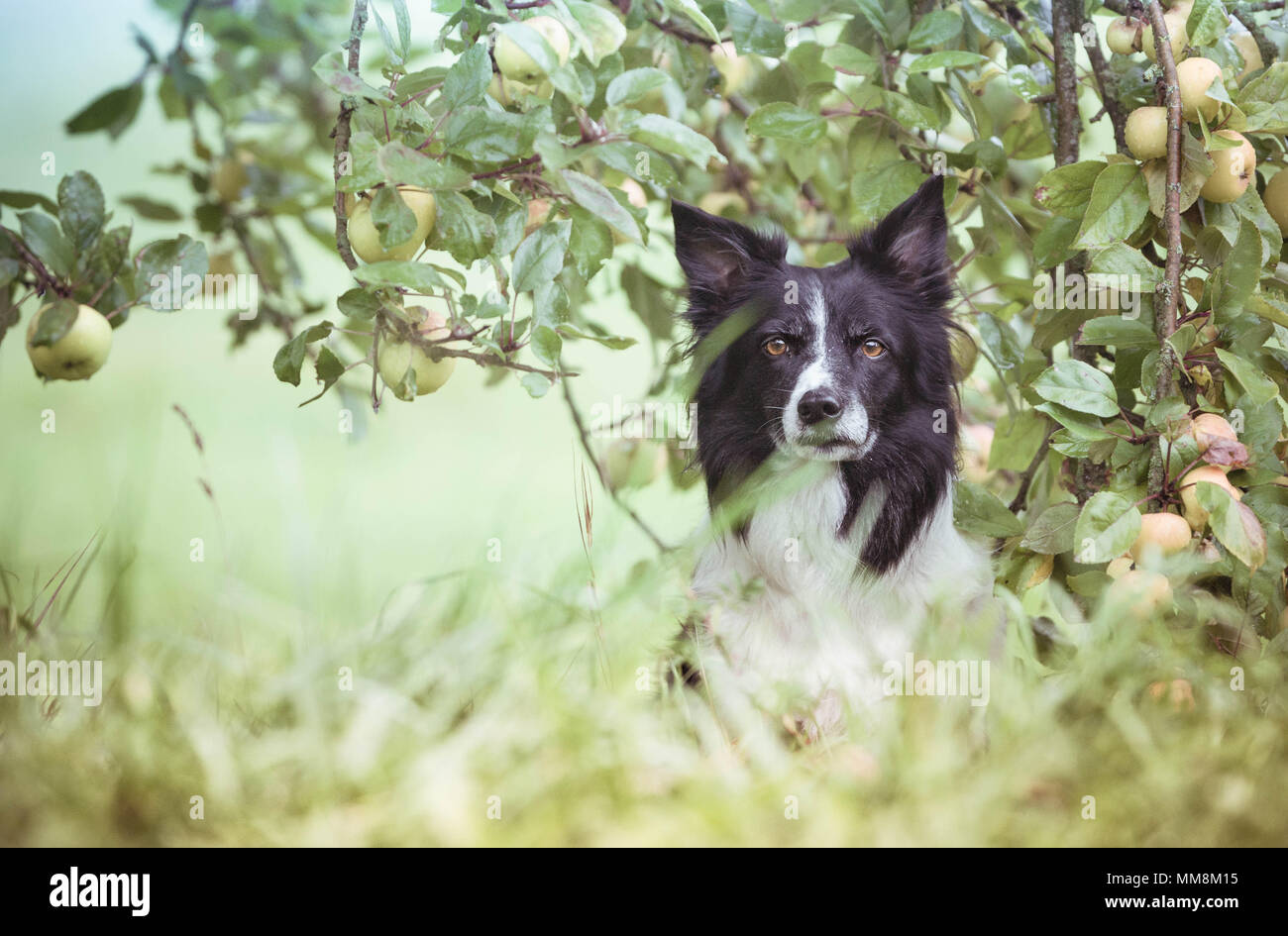 Hund unter dem Apfelbaum. Schwarze und Weiße Border Collie Warten im Obstgarten. Stockfoto