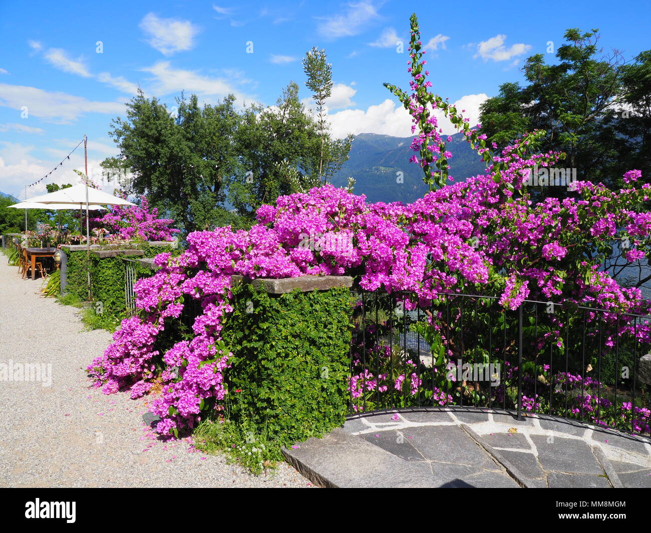 Bougainvillea violett Blumen, exotische Pflanzen der Insel Brissago,  Schweiz alpine Landschaften Blick auf Schweizer Lago Maggiore auf  europäischer Ascona Stadt, cle Stockfotografie - Alamy