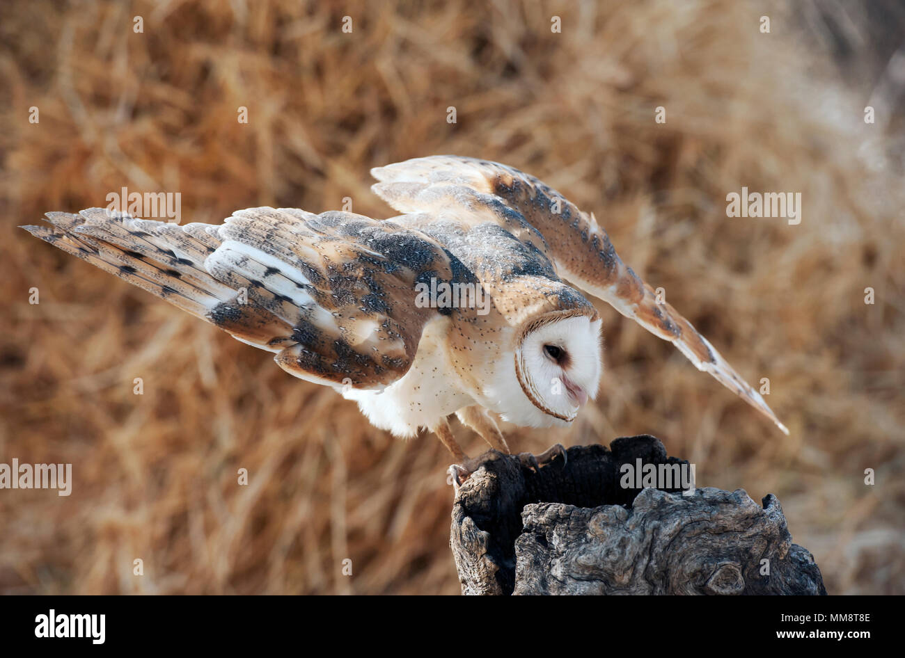 Schleiereule, Flathead County, Montana Stockfoto