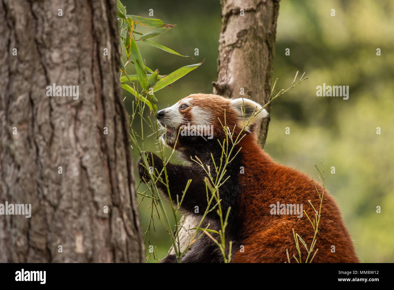 Der Rote Panda oder auch als Die rote Cat-Bear bekannt. Etwas größer als eine Hauskatze ist Es mosty im Östlichen Himalaya gefunden Stockfoto
