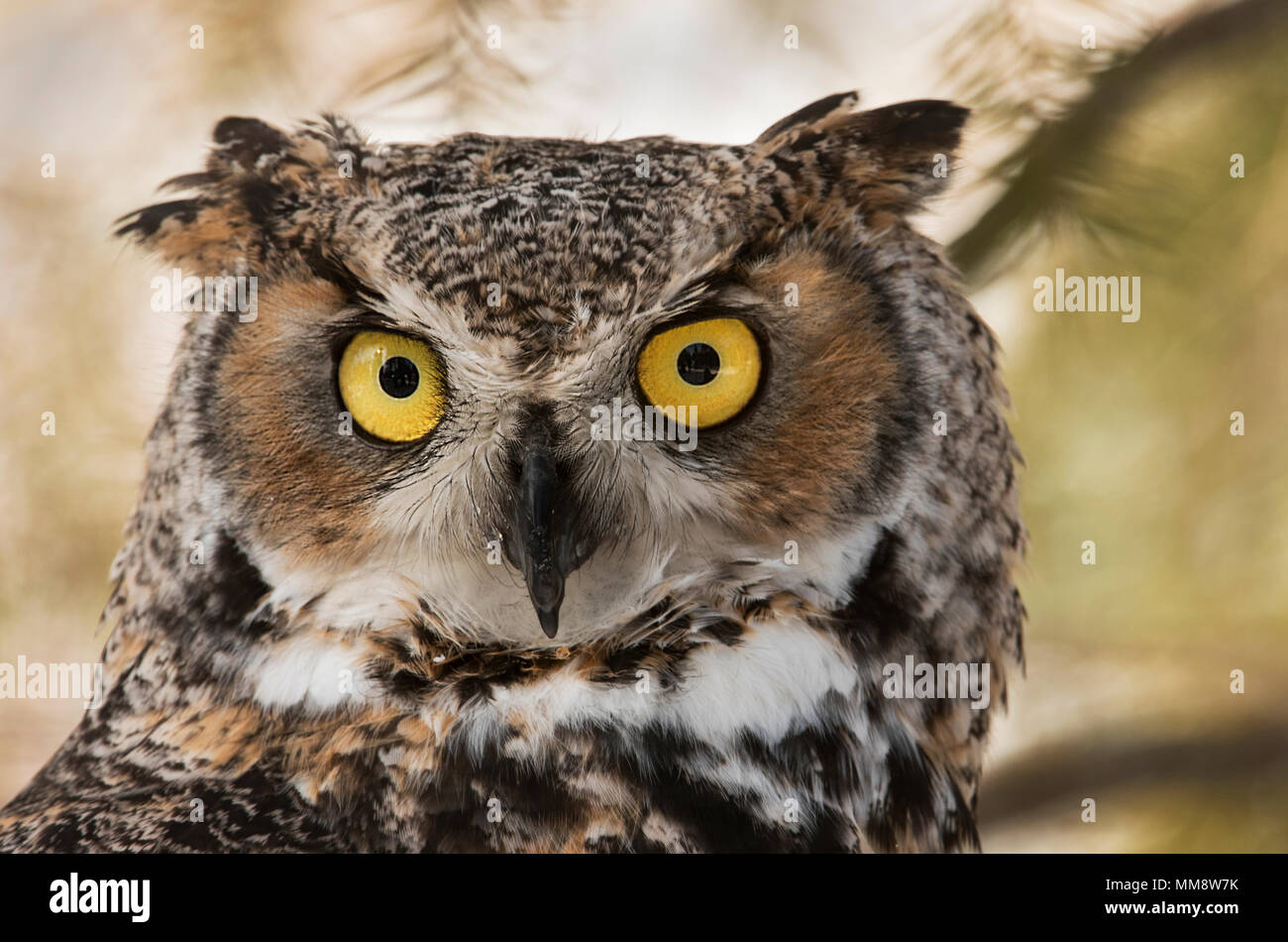 Great Horned Owl, Montana, USA Stockfoto