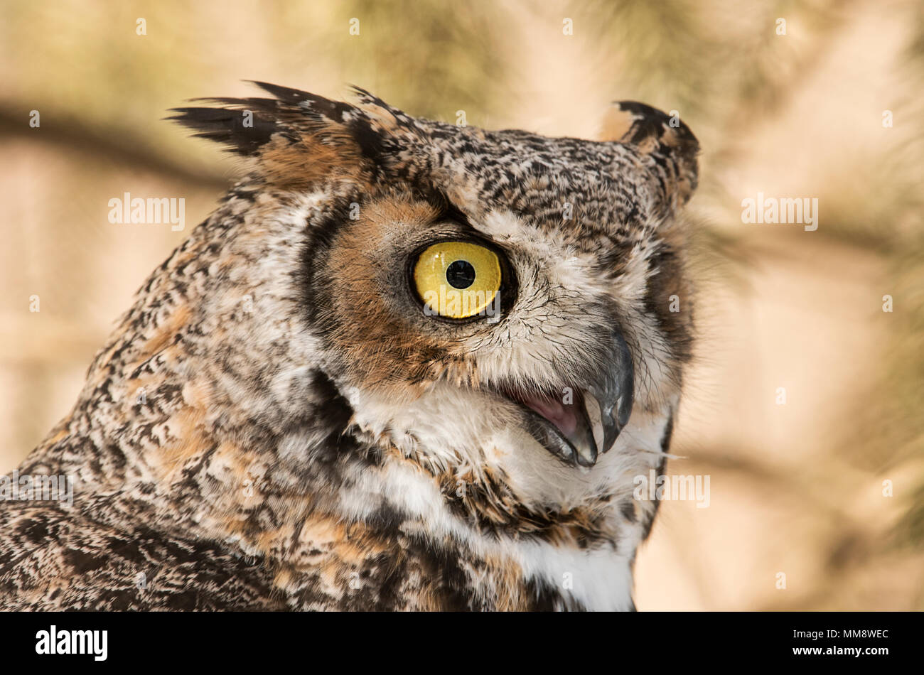 Great Horned Owl, Montana, USA Stockfoto