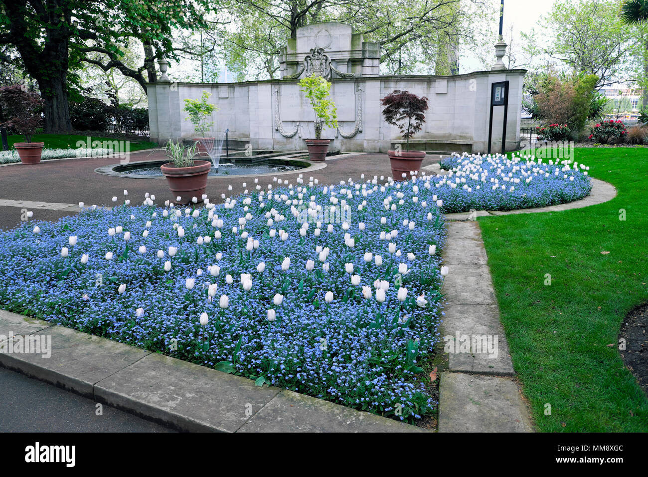WhiteTulip und Vergiss-mich-nicht Garten Pflanzen in einem Victoria Embankment garden Stockfoto