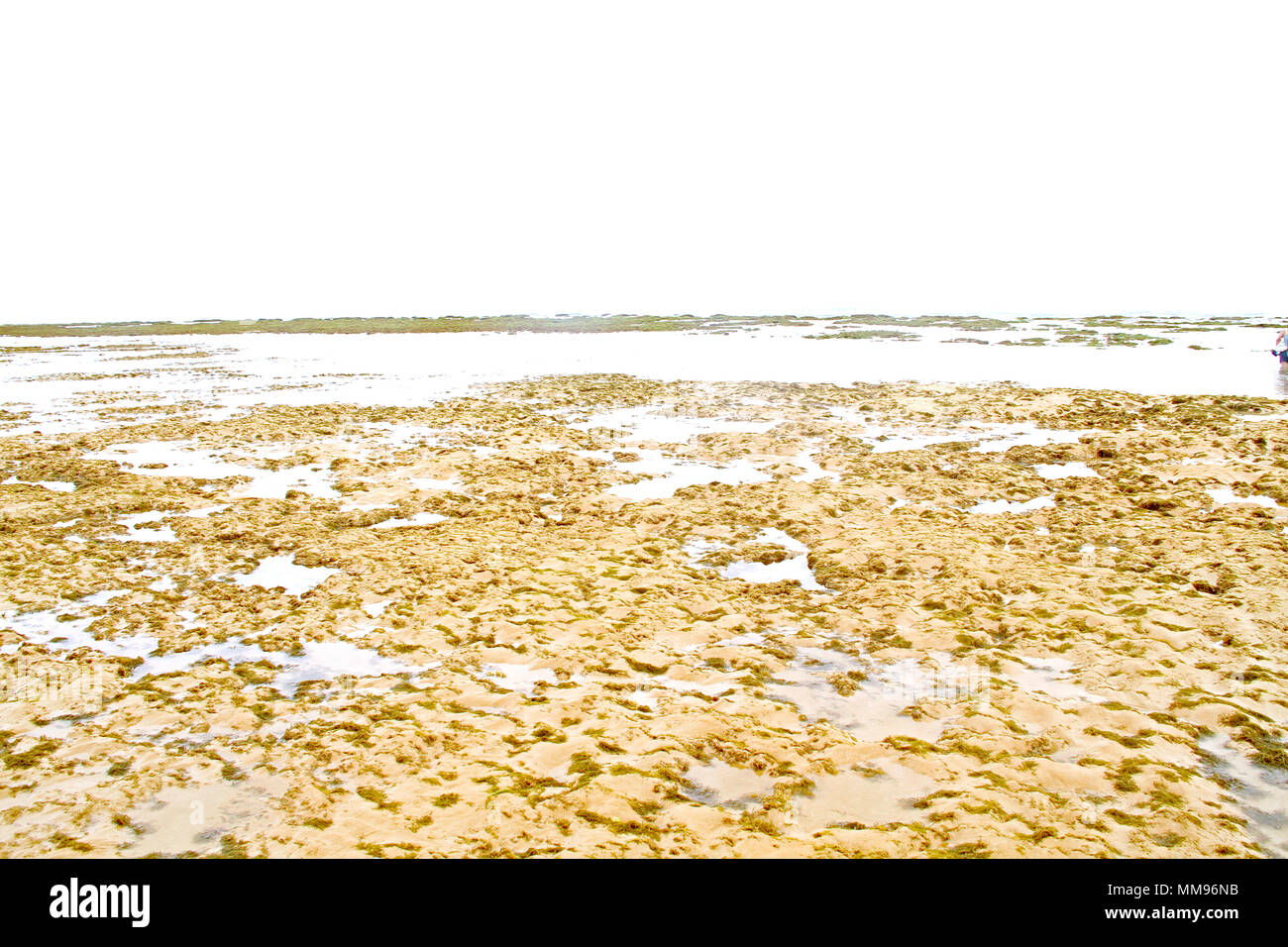 Algen, Areia Vermelha Insel, Areia Vermelha Strand, Areia Vermelha Marine State Park, Cabedelo, Paraiba, Brasilien Stockfoto