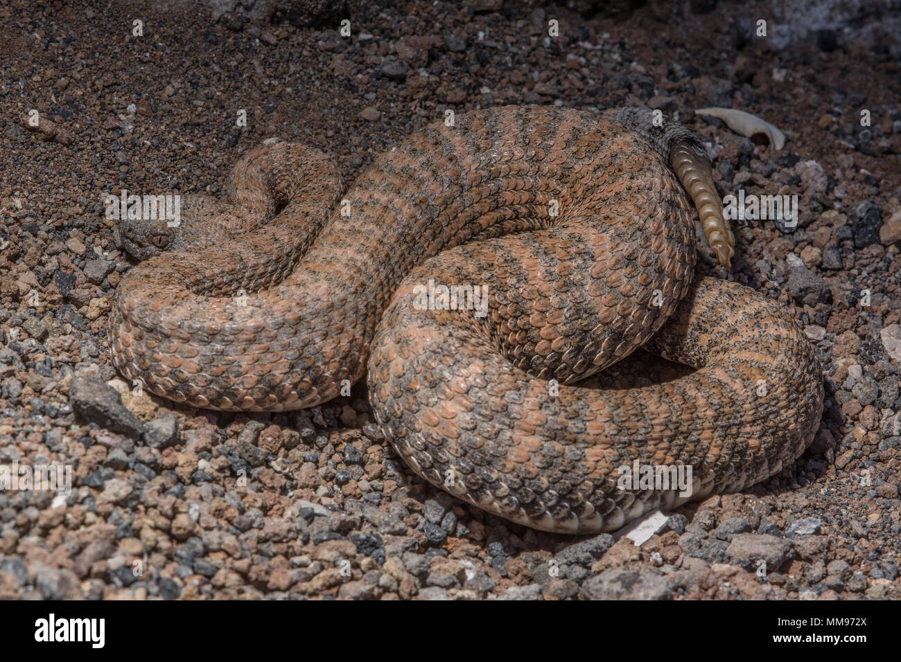 Horse Head Island Klapperschlange (Crotalus polisi) von Isla Cabeza de Caballo, Baja California, Mexiko. Stockfoto