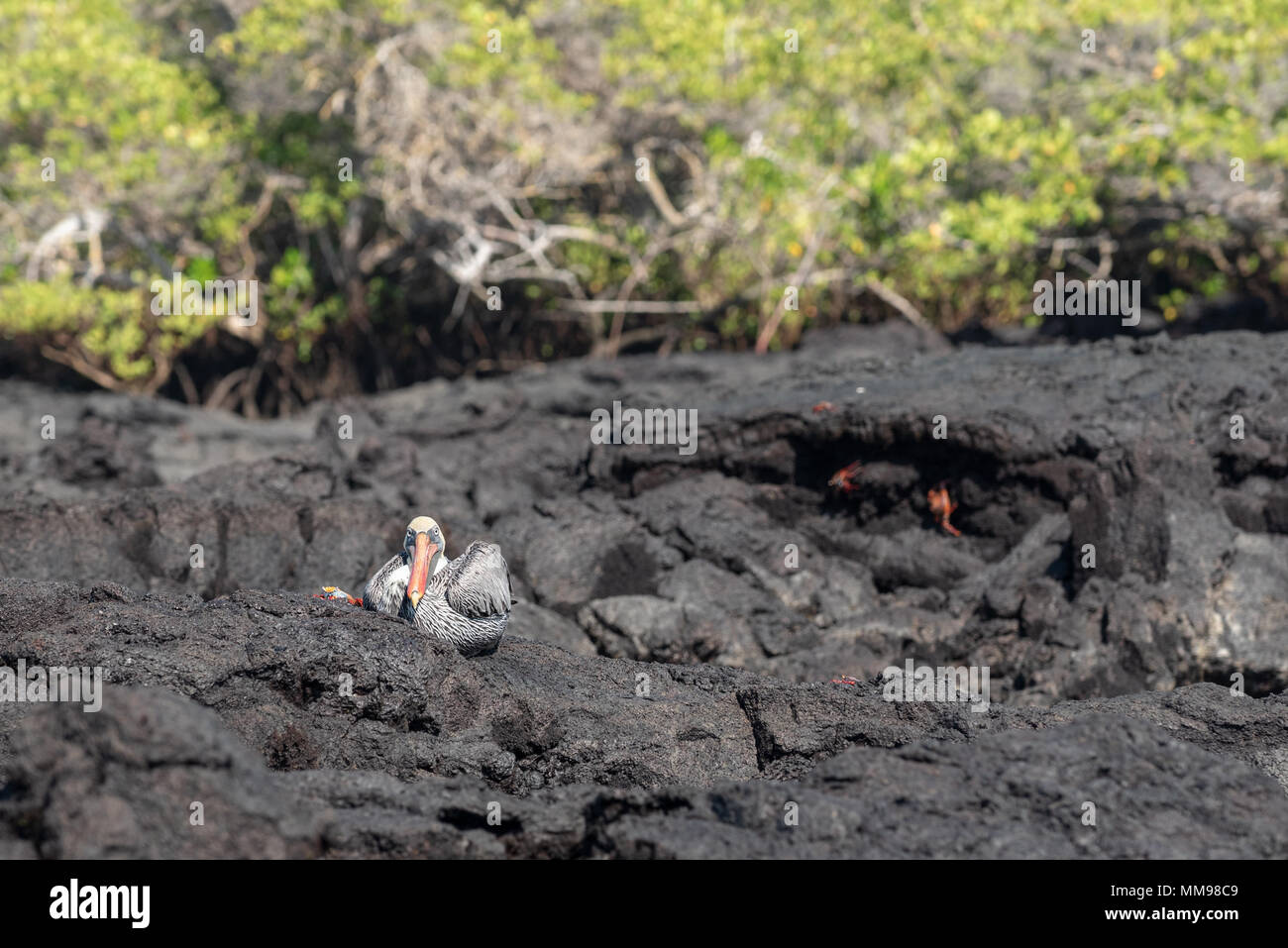 Pelikan und Sally Lightfoot Crab, Galapagos, Ecuador. Stockfoto