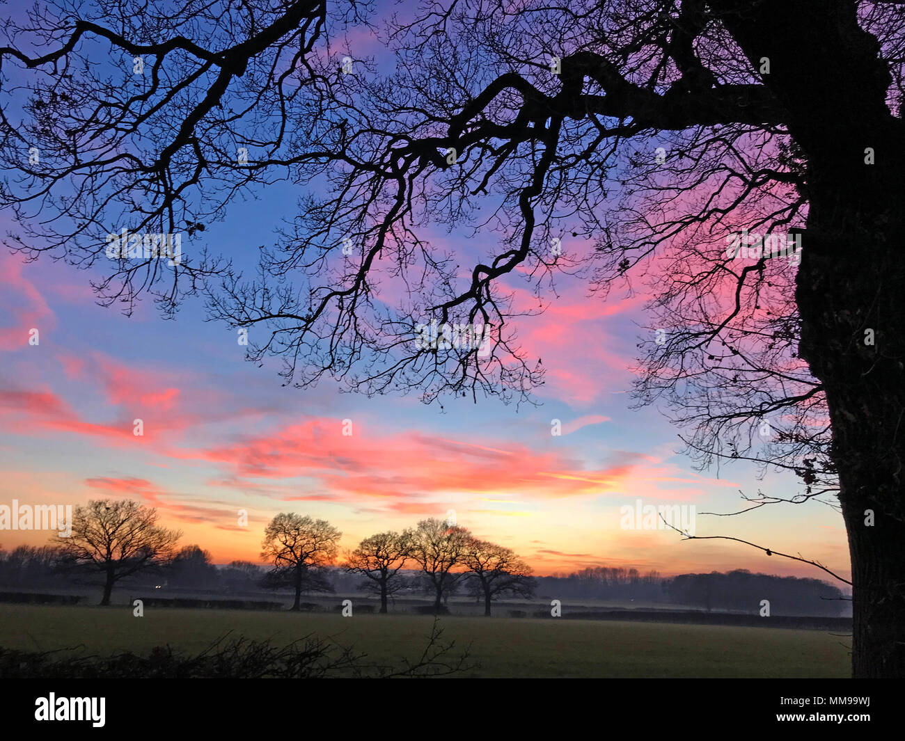 Dramatische winter Sonnenuntergänge mit Bäumen, Cheshire, England, Großbritannien Stockfoto