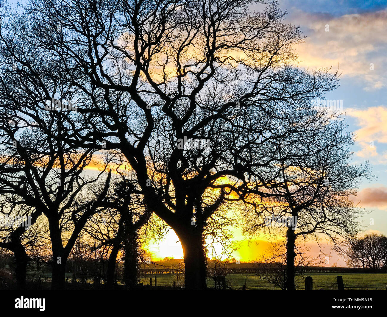 Dramatischer Sonnenuntergang hinter Bäumen im Winter, Cheshire, England, Großbritannien Stockfoto