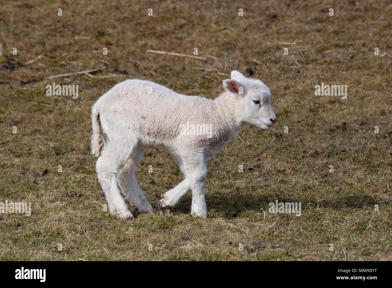 Schafe (Ovis), Lamm läuft auf Weide, Hallig Hooge, Nordfriesland, Schleswig-Holstein, Deutschland Stockfoto