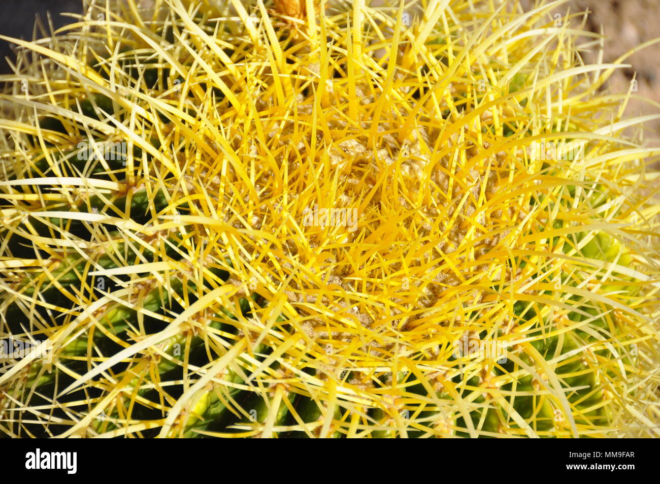 Nahaufnahme auf die gelbe Dornen aus einem Kaktus Anlage Stockfoto