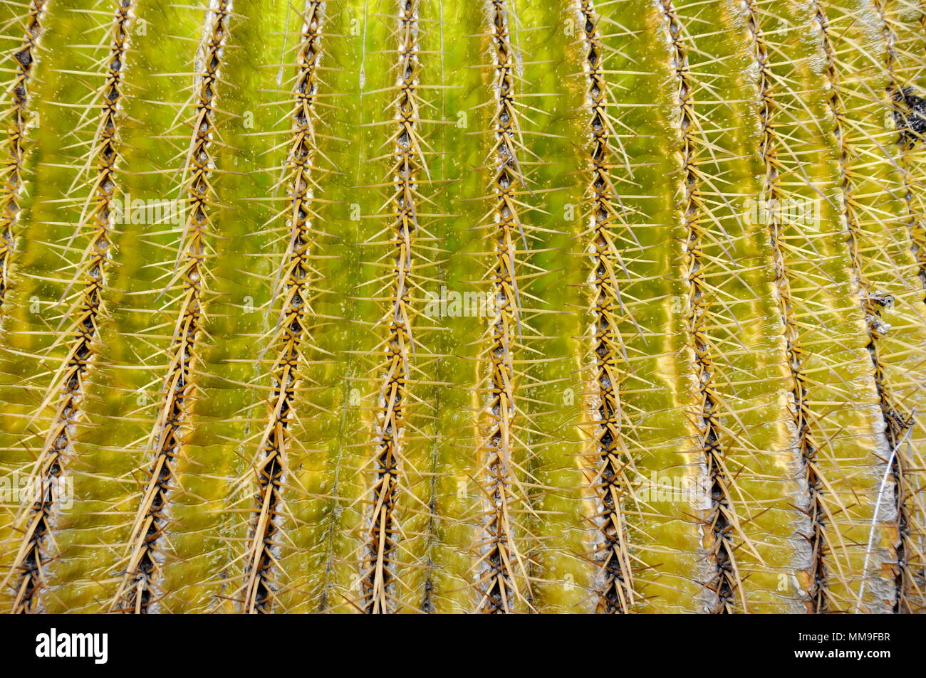 Nahaufnahme auf die Zeilen der Dornen auf einem grünen Kaktus Anlage Stockfoto