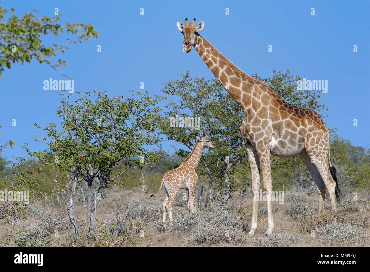 Namibischen Giraffen oder angolanischen Giraffen (Giraffa Camelopardalis angolensis), Mutter mit Baby, Etosha National Park, Namibia, Afrika Stockfoto