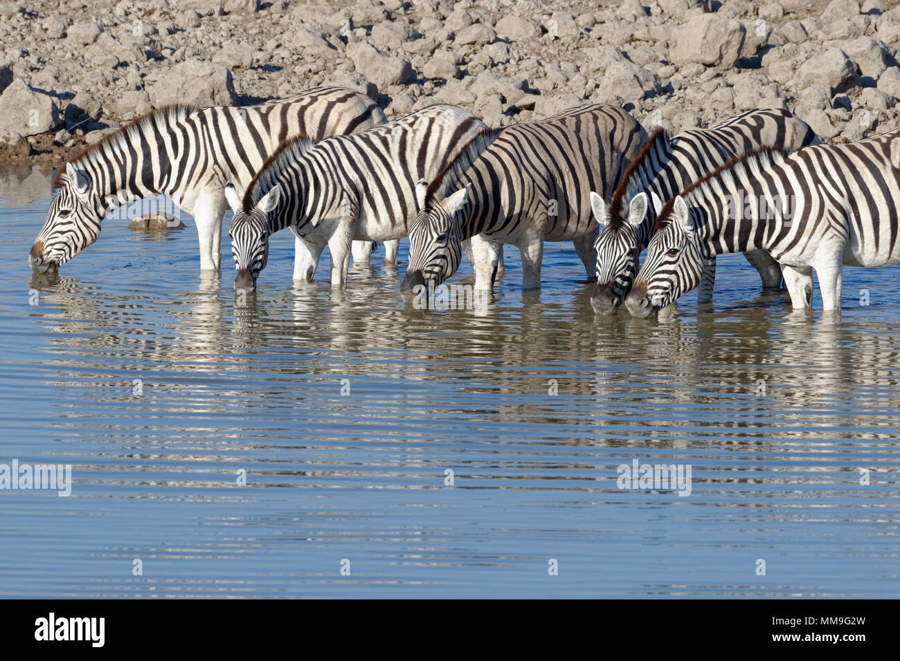 Herde von Burchell's Zebra (Equus quagga burchellii) stehen im Wasser, trinken, Okaukuejo Wasserloch, Etosha National Park, Namibia, Afrika Stockfoto