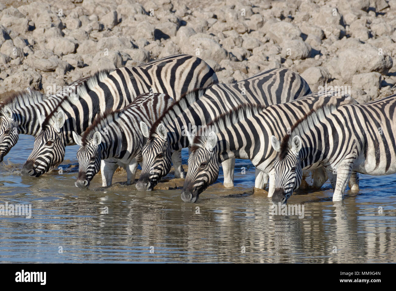 Herde von Burchell's Zebra (Equus quagga burchellii), Erwachsene mit zwei jungen Tieren, Trinken, Okaukuejo Wasserloch, Etosha National Park, Namibia Stockfoto