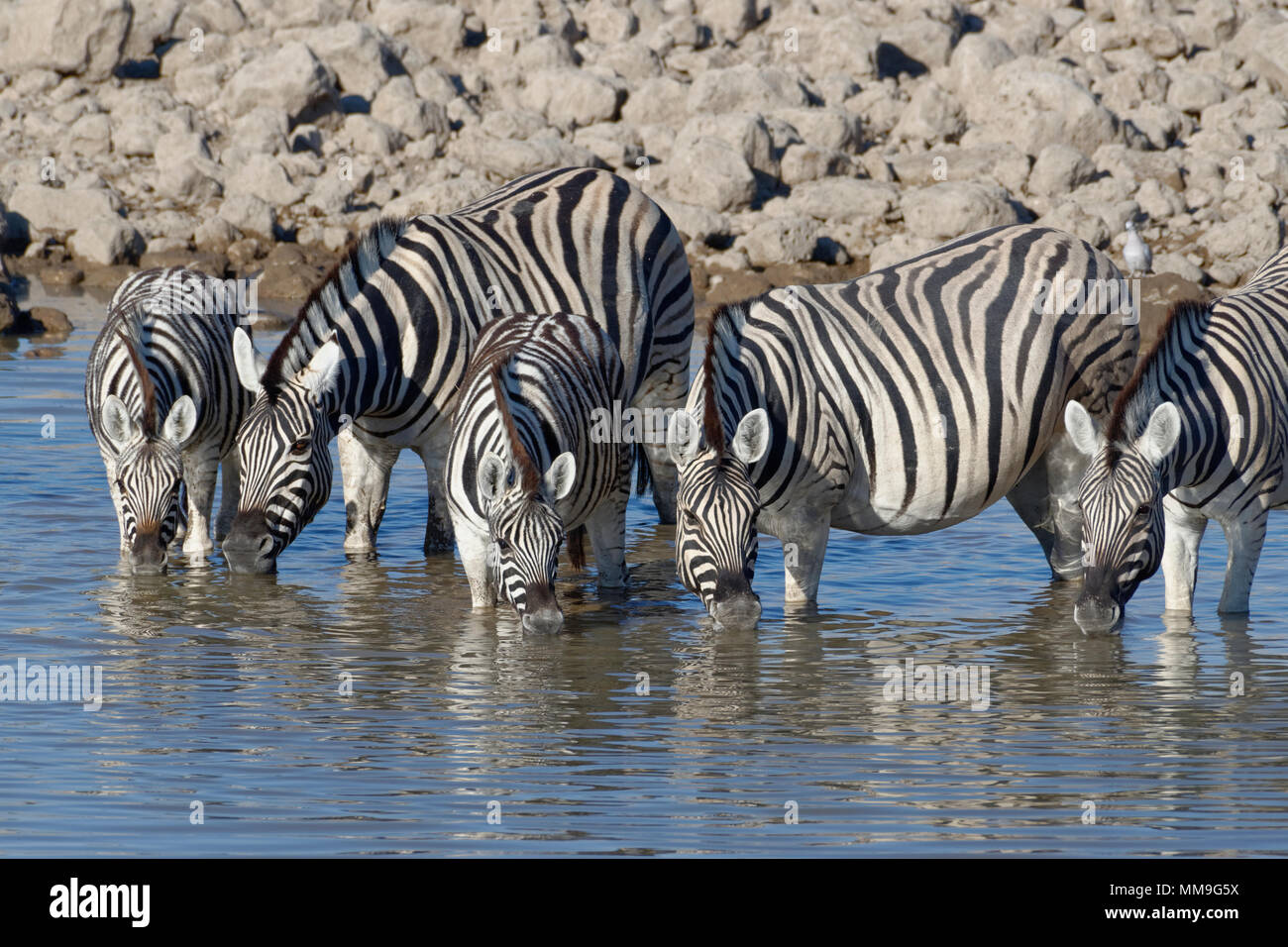 Herde von Burchell's Zebra (Equus quagga burchellii), Erwachsene mit zwei jungen Tieren, Trinken, Okaukuejo Wasserloch, Etosha National Park, Namibia Stockfoto