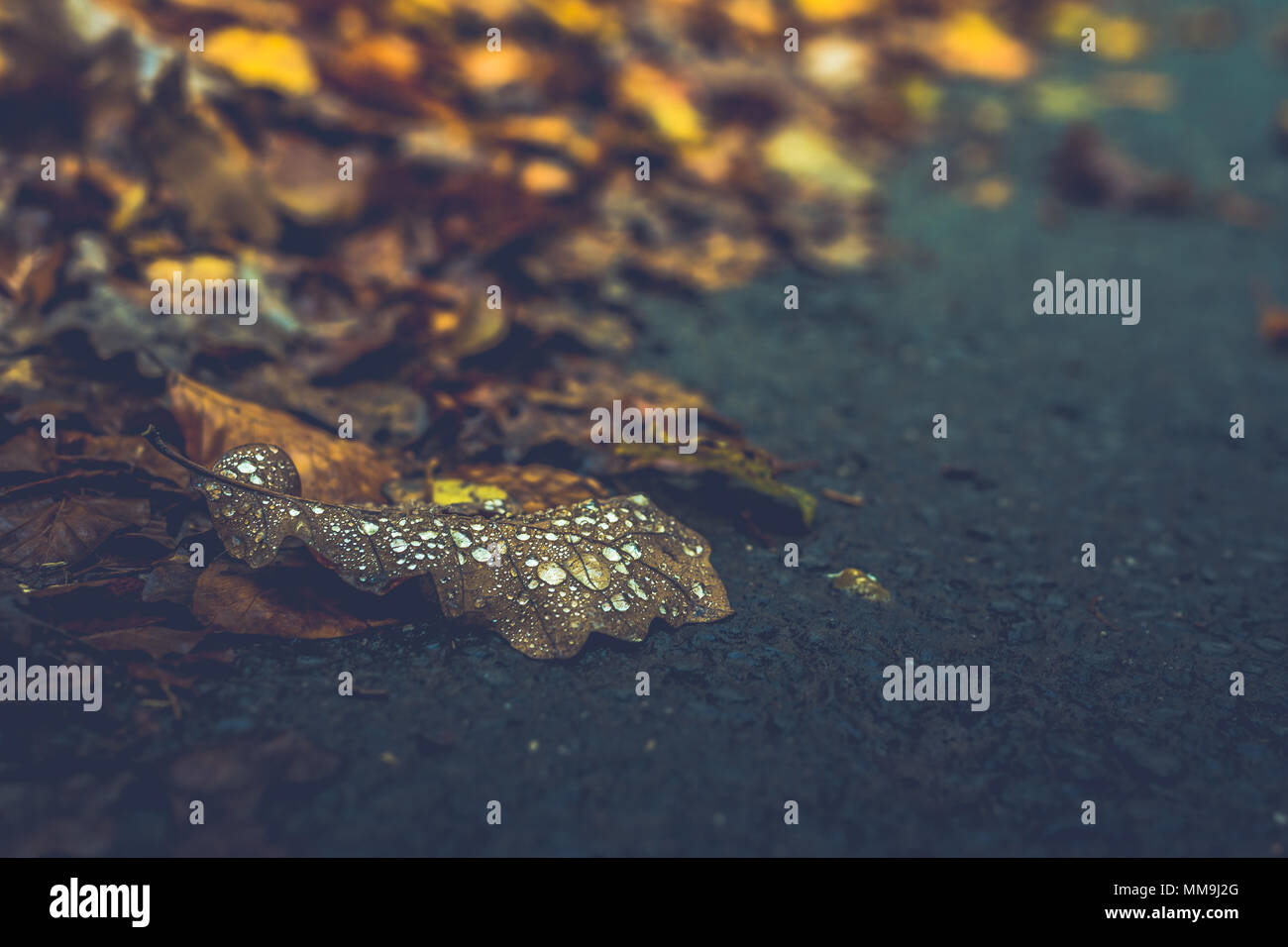 Blatt-Nahaufnahme Stockfoto