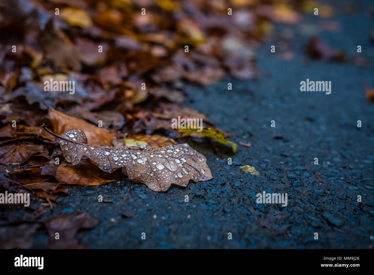 Blatt-Nahaufnahme Stockfoto