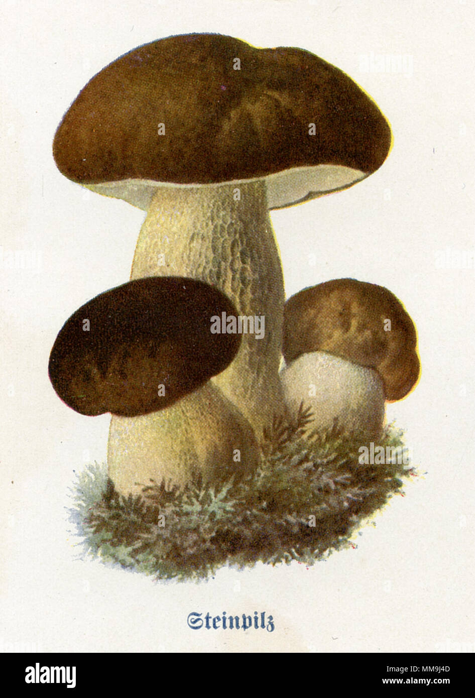 Penny bun, Cep, porcino oder steinpilze Boletus edulis <>, 1912 Stockfoto