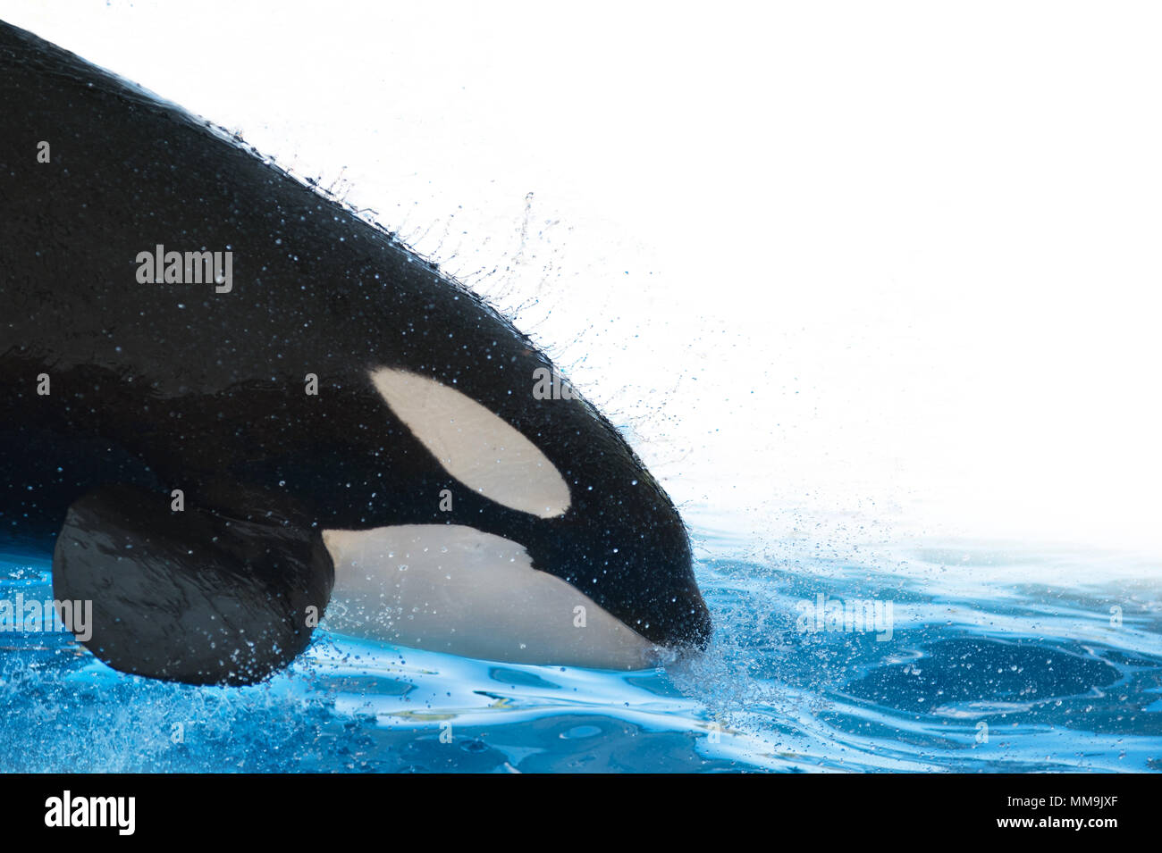 Killer whale springen und Plantschen im Wasser auf weißem Hintergrund isoliert Stockfoto