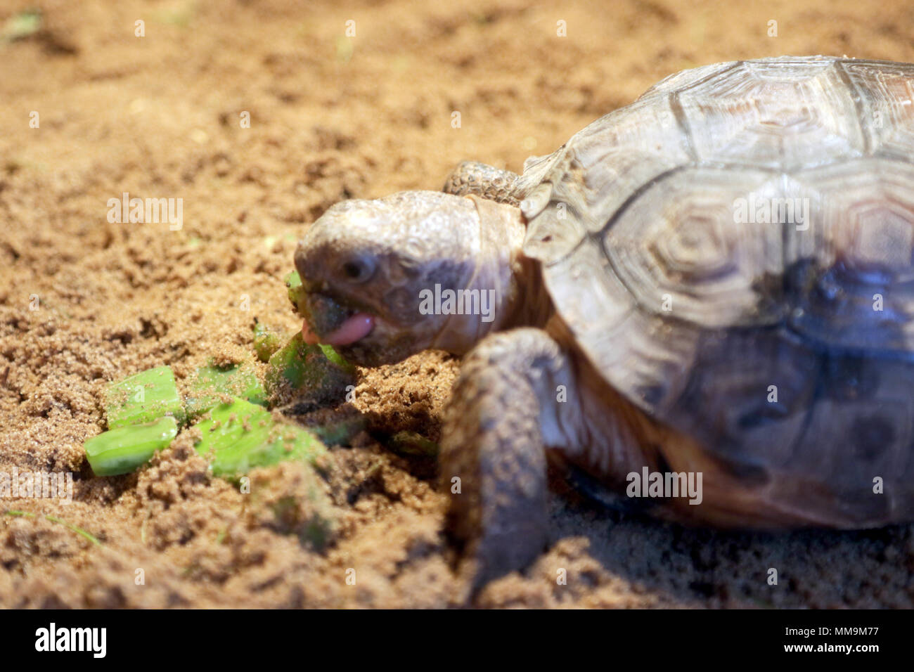 89 gopher Schildkröten waren die wilden heute im Camp Shelby Joint Forces Training Center zurück als Teil eines gemeinsamen multi-Agentur um die Bevölkerung dieser gefährdeten Arten wiederherzustellen. Es war die größte Freisetzung von Gopher Schildkröten zurück zu dem wilden Seit der post Head-Start-Programm im Jahr 2014 erstellt wurde. Eine Studie im Jahr 2004 geschätzt, dass nur 1.000 gopher Schildkröten blieb auf Lager Shelby. Eine andere Studie festgestellt, dass alle überwachten Schlüpflinge aus Nester wurden innerhalb von drei Jahren tot zu Raub und anderen Faktoren. (U.S. Armee Foto: Staff Sgt. Michael Williams). Stockfoto