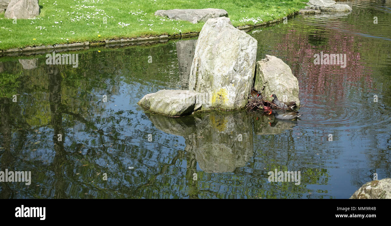 Kyoto Gärten in Holland Park London UK Stockfoto