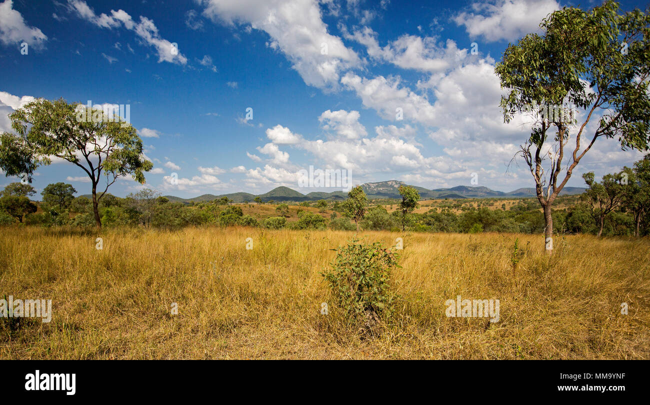 Atemberaubende bunte Panoramablick australischen Landschaft mit Feldern der goldene Gräser, grünen Bäumen und Bergketten am Horizont unter blauem Himmel in Queensland Stockfoto