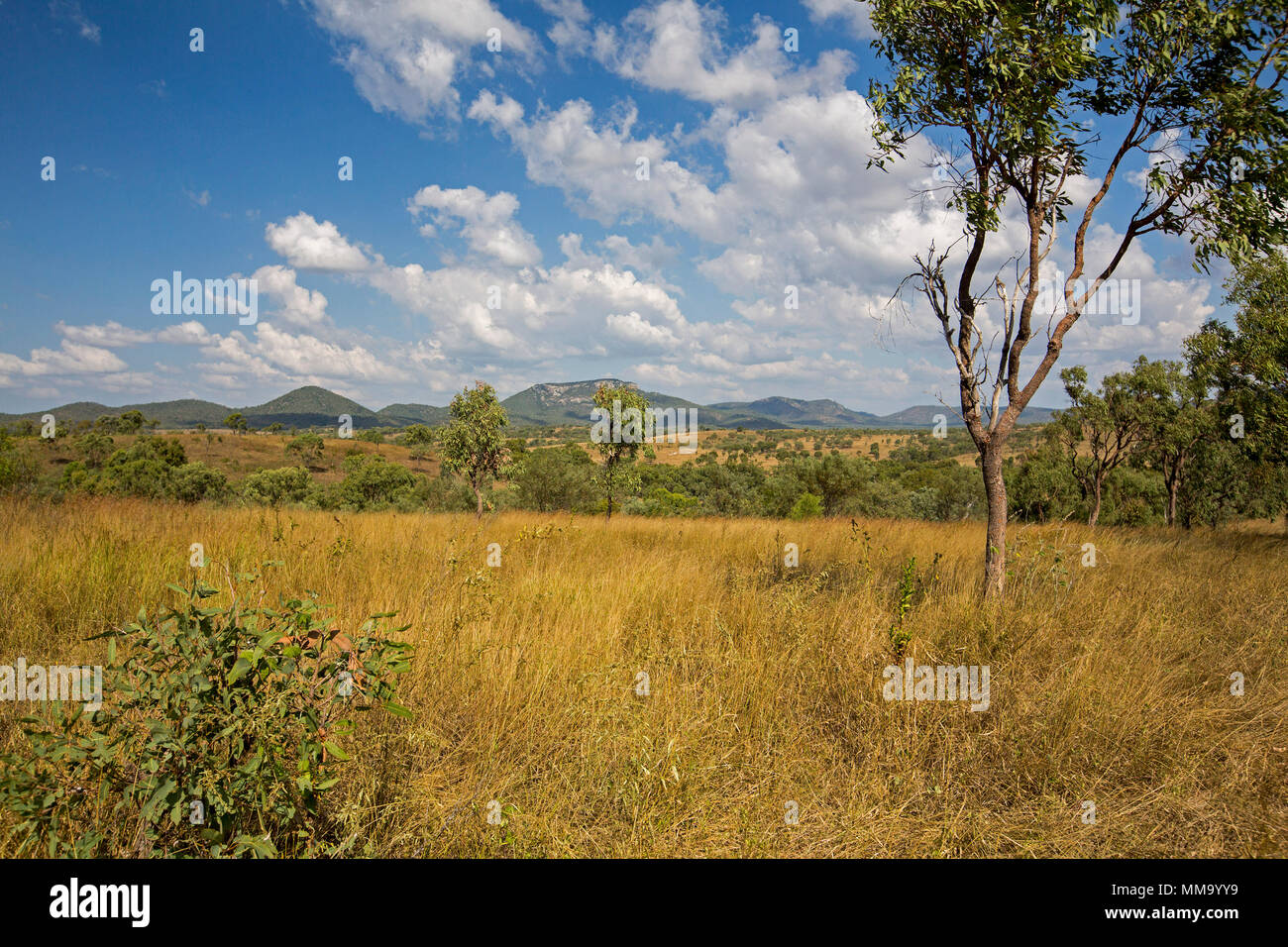 Atemberaubende bunte australischen Landschaft mit Feldern der goldene Gräser, grünen Bäumen und Bergketten am Horizont unter blauem Himmel in Queensland Stockfoto