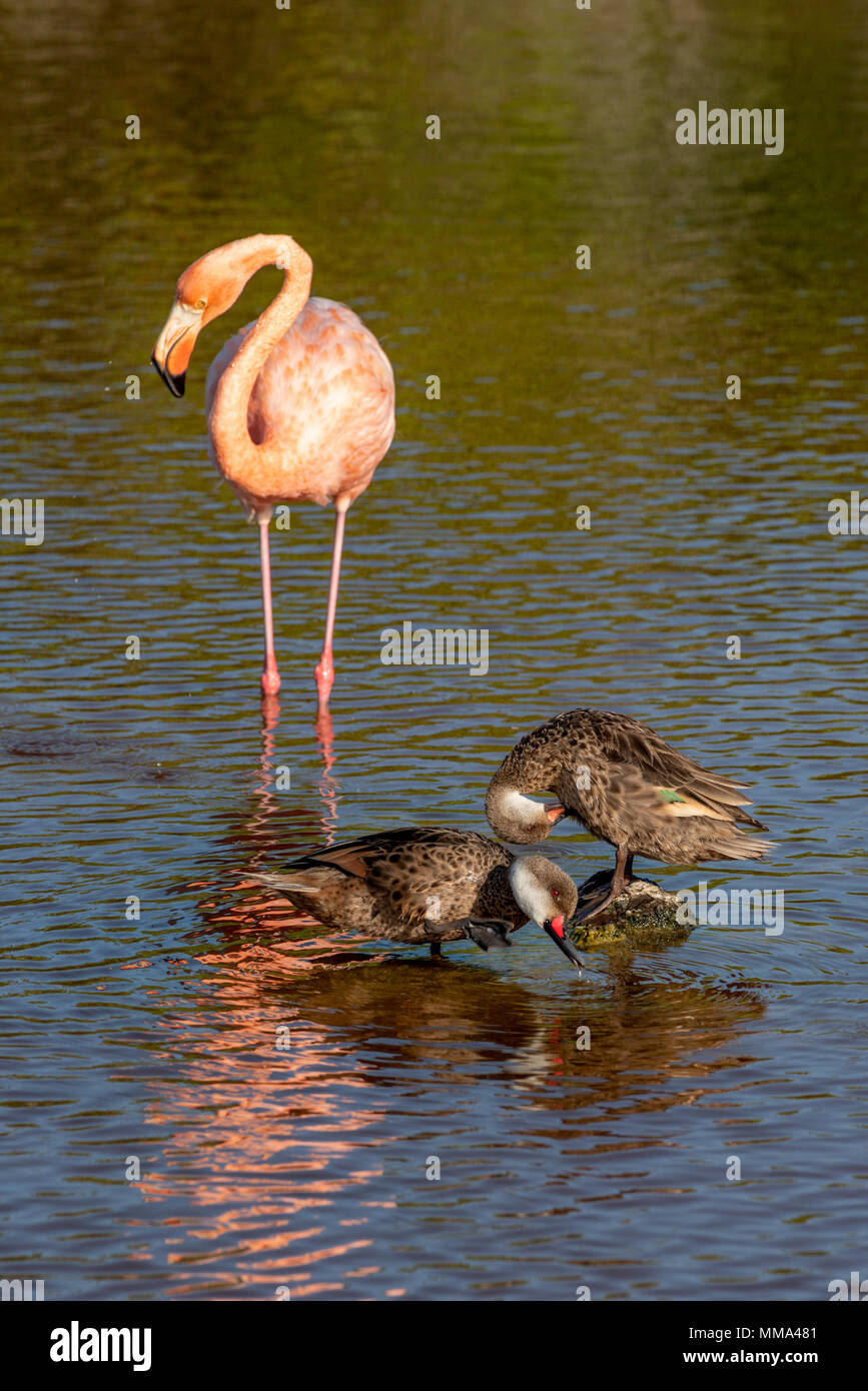Flamingo und Weiß ist nordpintailenten in einer Lagune auf der Insel Isabela, Galapagos, Ecuador. Stockfoto
