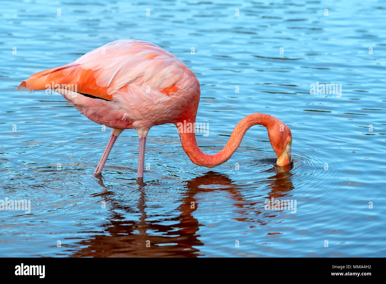 Flamingo (Phoenicopterus ruber) in einer Lagune auf der Insel Isabela, Galapagos, Ecuador. Stockfoto