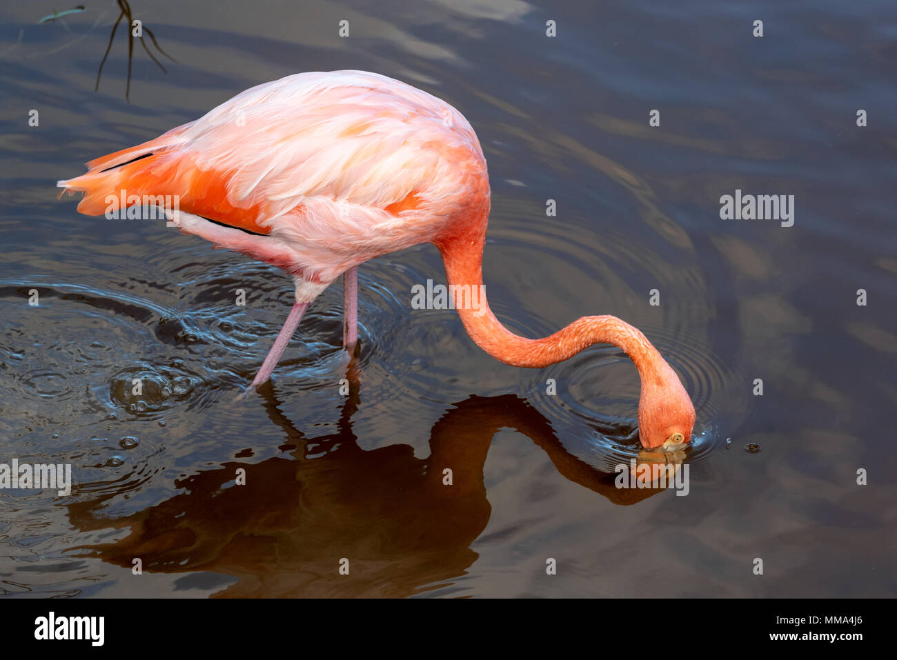 Flamingo (Phoenicopterus ruber) in einer Lagune auf der Insel Isabela, Galapagos, Ecuador. Stockfoto