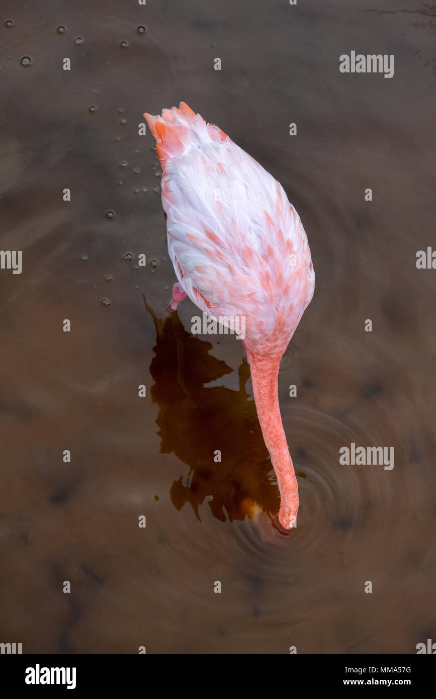 Flamingo (Phoenicopterus ruber) in einer Lagune auf der Insel Isabela, Galapagos, Ecuador. Stockfoto
