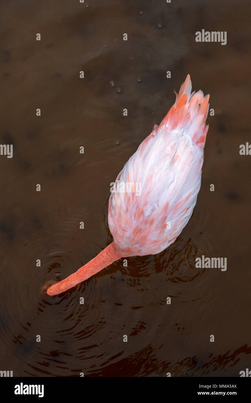 Flamingo (Phoenicopterus ruber) in einer Lagune auf der Insel Isabela, Galapagos, Ecuador. Stockfoto