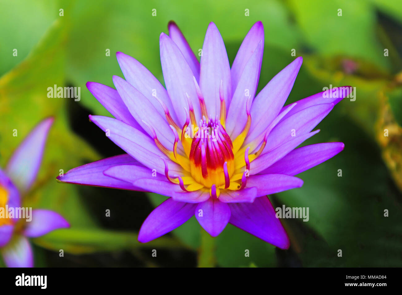 Lotus lilie Fotos und Bildmaterial in hoher Auflösung Alamy