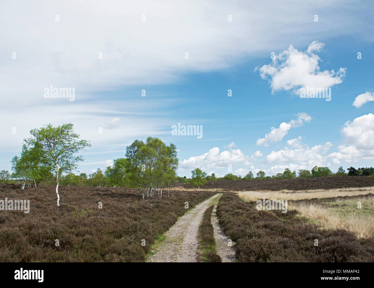 Westleton Heide, Suffolk, England UKs Stockfoto