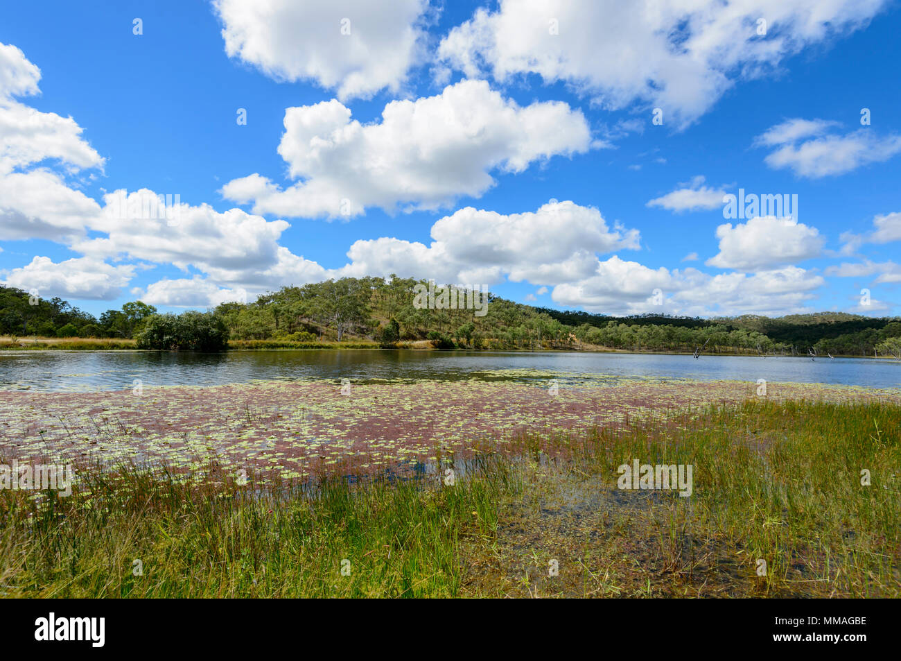 Malerische Feuchtgebiete mit Seerosen am Palmer River Goldfield, Far North Queensland, FNQ, QLD, Australien Stockfoto