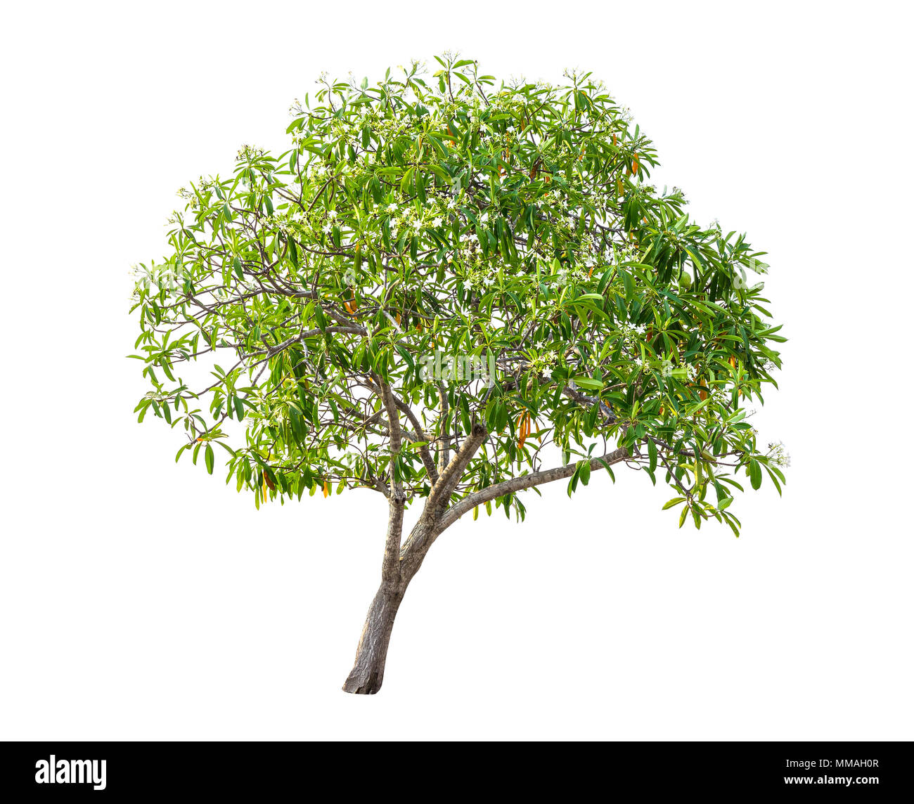 Isolierte grüner Baum auf weißem Hintergrund. Stockfoto